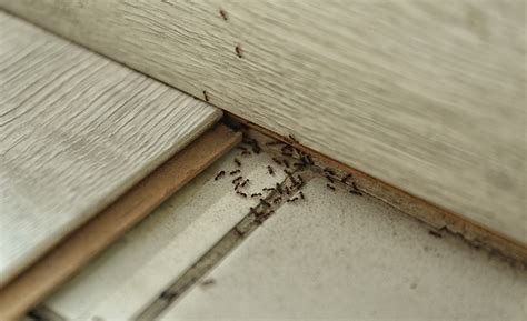 Health Hazards Unveiled: Dangers Of Untreated Pest Infestations - Tulsa ...