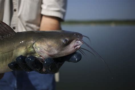 Catfish Farming: Is It for You? - Alabama Cooperative Extension System