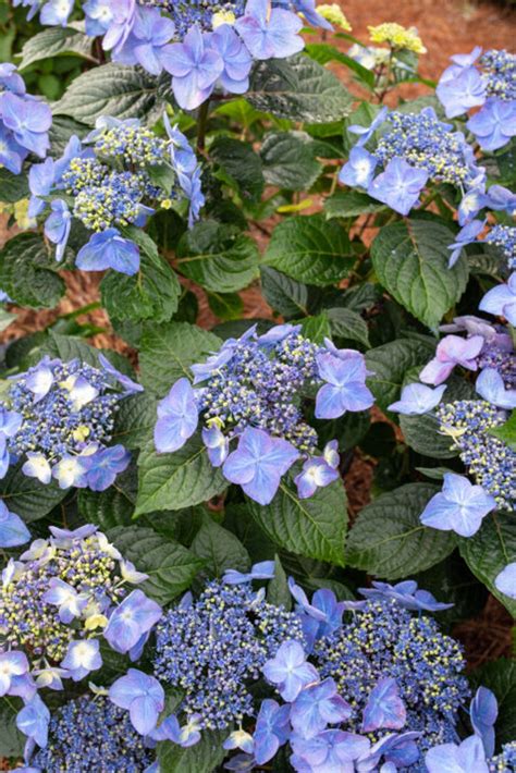 Endless Summer® Pop Starâ ¢ Hydrangea | Plant Addicts