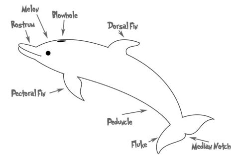 Dolphins in Depth | Noggin Builders