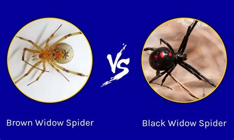 False Black Widow Vs Black Widow