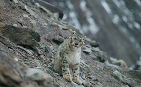 Government committed to landscape restoration for snow leopard habitat ...