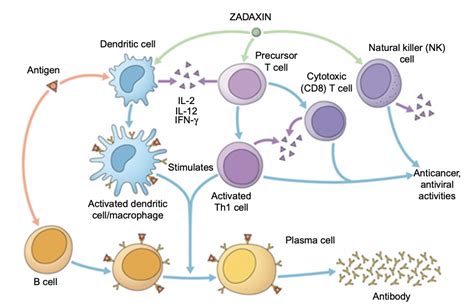 What is Thymosin Alpha 1 and How Does it Work?