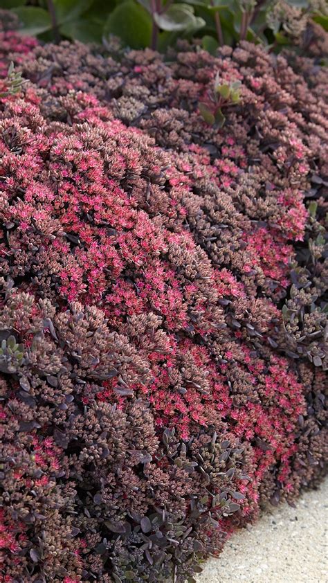 Drought-Tolerant Sedum Combo | Sedum, Drought tolerant, Heat tolerant ...