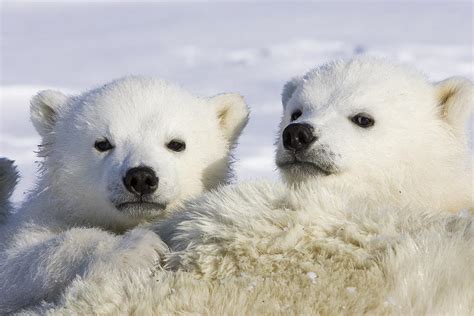 Polar Bear Cubs Ursus Maritimus Photograph by Suzi Eszterhas - Fine Art ...