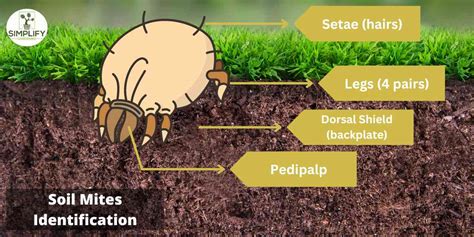 Common Soil Mite Species and How to Manage Them - Simplify Gardening