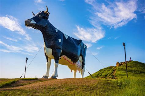 Rencontrez Blossom et Bellino, les plus grosses vaches du monde