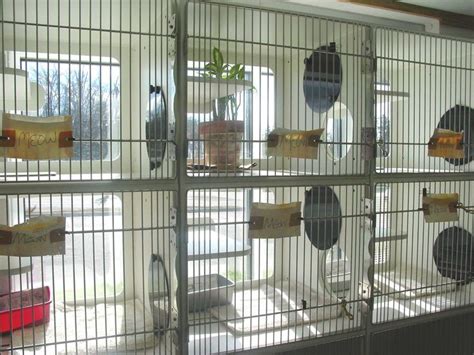 cat kennels for boarding | Cat boarding - the window view cages are a ...