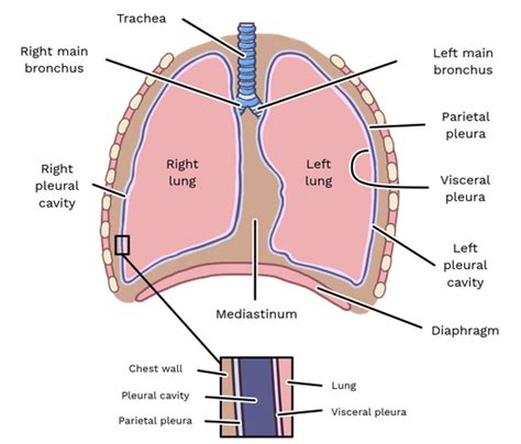 Parts Of Parietal Pleura