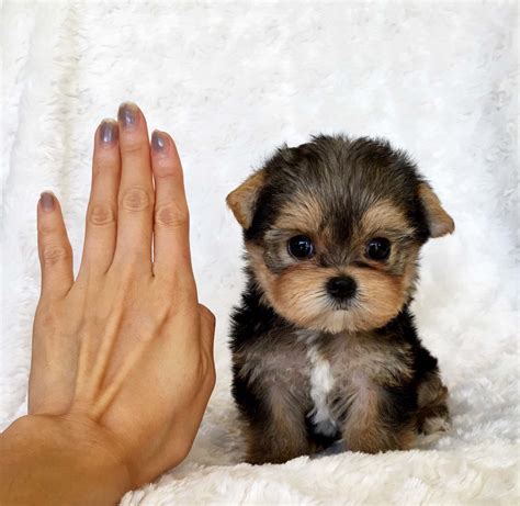 Teacup Yorkie Puppy For sale Lilly! | iHeartTeacups