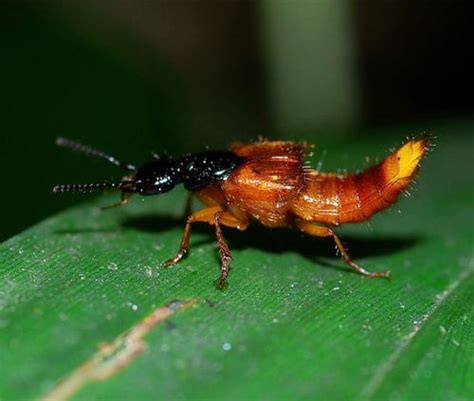 Rove Beetle - Learn About Nature