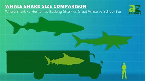 Whale Shark Size Comparison: The Largest Shark - A-Z Animals