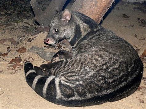 Malabar large spotted civet - Alchetron, the free social encyclopedia