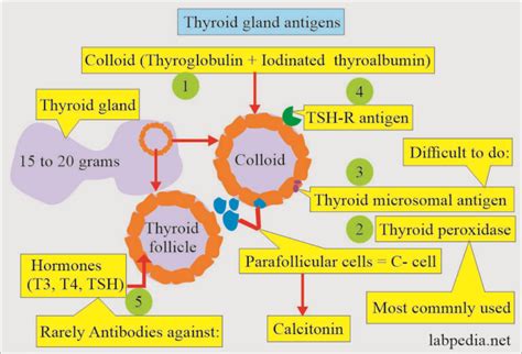 Anti-thyroglobulin antibody (Thyroid autoantibody) - Labpedia.net