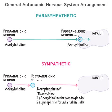 Physiology Glossary: Autonomic Nervous System - General Arrangement ...