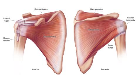 Shoulder Anatomy Rotator Cuff Tendons