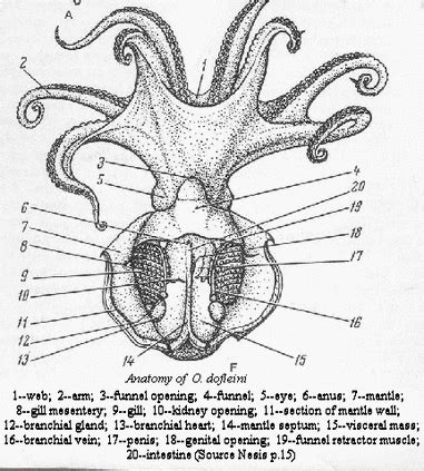 Respiration and Circulation - Octopus