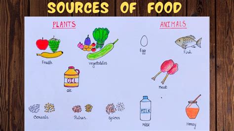 Sources of food from plants and animals ll draw food sources - plants ...