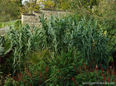 Arundo donax Macrophylla – Knoll Gardens – Ornamental Grasses and ...