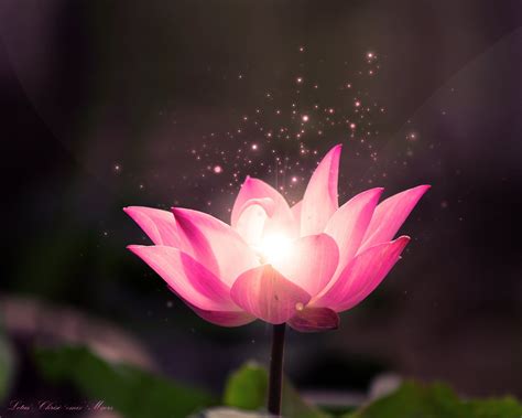 🔥 [43+] Lotus Flower Backgrounds Wallpapers | WallpaperSafari