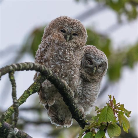 Tawny owl chicks at dusk