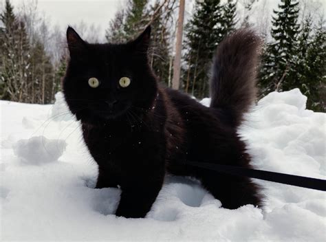 Esther has been outside for some fresh air today 😀 : r/SiberianCats