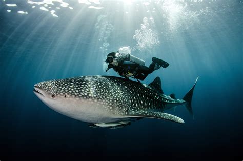 Basking Shark vs. Whale Shark: The Oceans' Biggest Fish