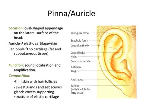 PPT - THE EAR PowerPoint Presentation - ID:1805221