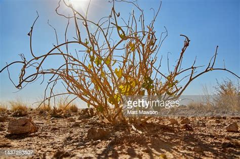 Desert Plants In The Namib Desert Namibia South West Africa High-Res ...