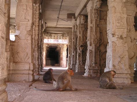 India Monkeys Temple Monkey - Free photo on Pixabay - Pixabay