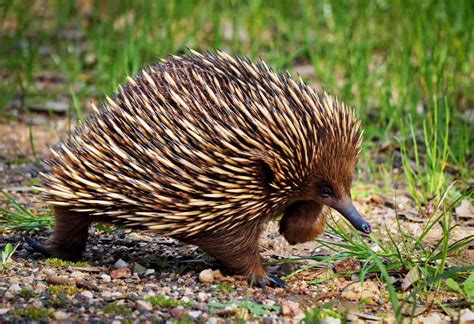 Itinerary - Encounters with Baby Australian Animals - Bespoke vacations