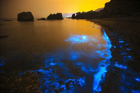 Sea turns fluorescent in Dalian, Northeast China[1]- Chinadaily.com.cn