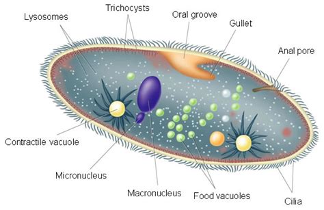 Vacuoles and vesicles - QR CODES IN IB BIOLOGY CLASS