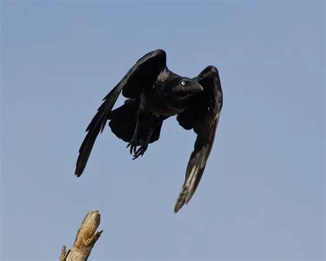 Australian Raven - Facts, Diet, Habitat & Pictures on Animalia.bio