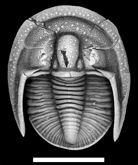 Different kinds of fossils