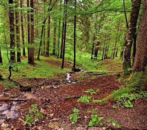 Bavarian Forest National Park | Bavarian Forest National Park Germany ...