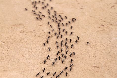 How To Rid Your Home Of Ants - Aantex Pest & Termite Control