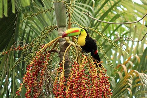 toucan habitat description - Google Search | Keel billed toucan ...