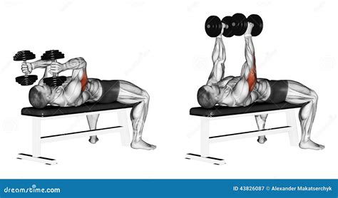 Dumbbells Stock Photography | CartoonDealer.com #3629924