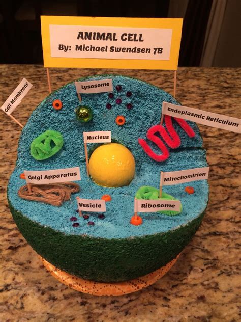 Animal Cell Model | Animal cell, Cell model project, Animal cell project