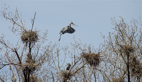 Great blue herons nest in trees in large colonies. These nesting ...