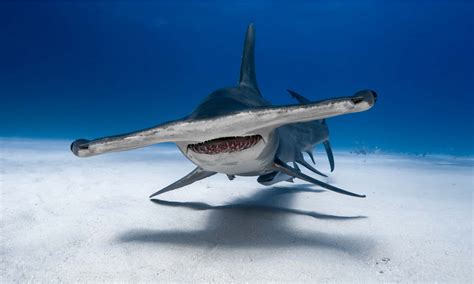 Great Hammerhead Shark - A-Z Animals