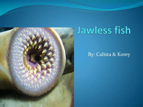 PPT - Jawless fish PowerPoint Presentation, free download - ID:2130947