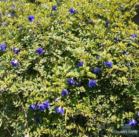 the blue flowers are blooming on the bush