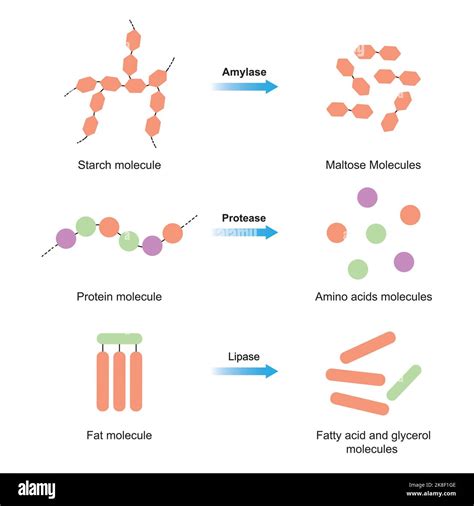 Amylase protease lipase Stock Vector Images - Alamy