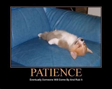 Patience...it's all about patience Baby Animals, Funny Animals, Cute ...