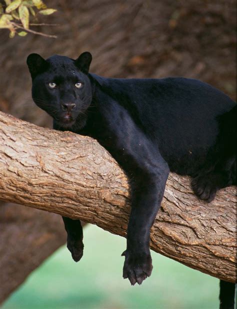 Black panther | Facts, Habitat, & Diet | Britannica