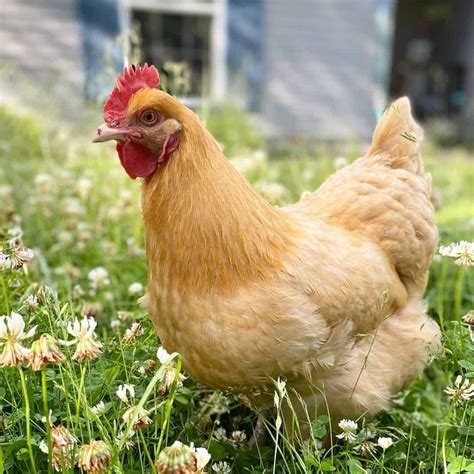 Top 8 Friendliest Chicken Breeds (Best Pet Chickens With Pictures)