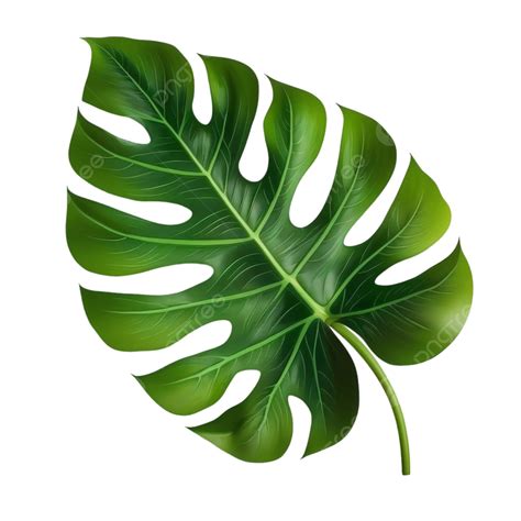 Free Vector Big Green Leaf Of Tropical Monstera Plant Isolated On White ...