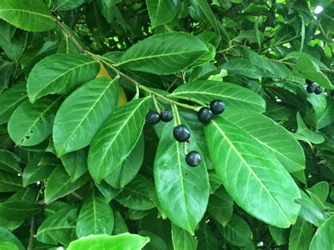 Trees of Santa Cruz County: Prunus laurocerasus - English Laurel